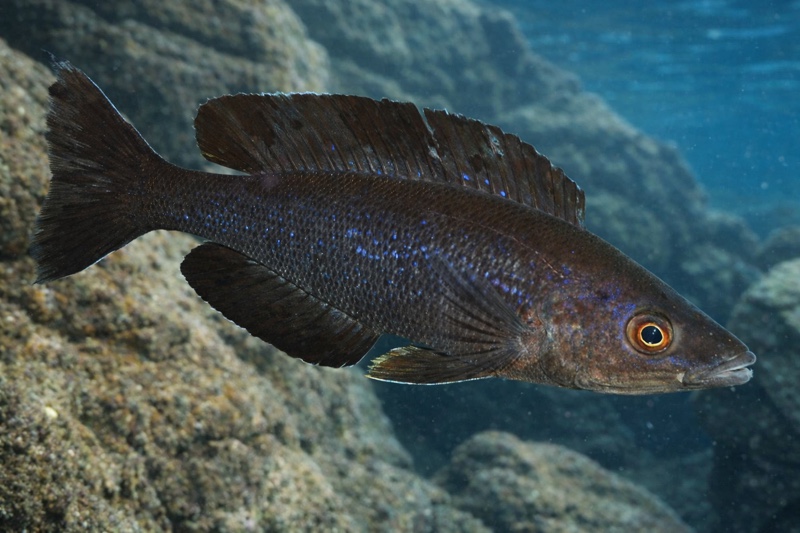 Cyprichromis microlepidotus 'Kiriza'